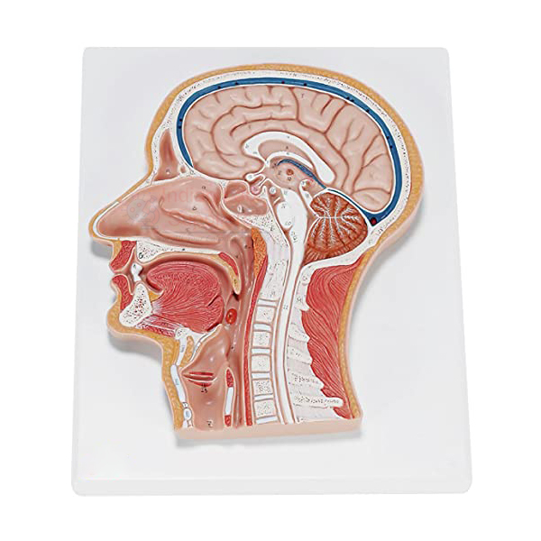Human Head and Neck Model