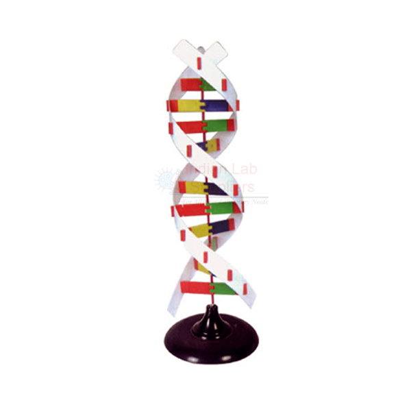 DNA Activity Model