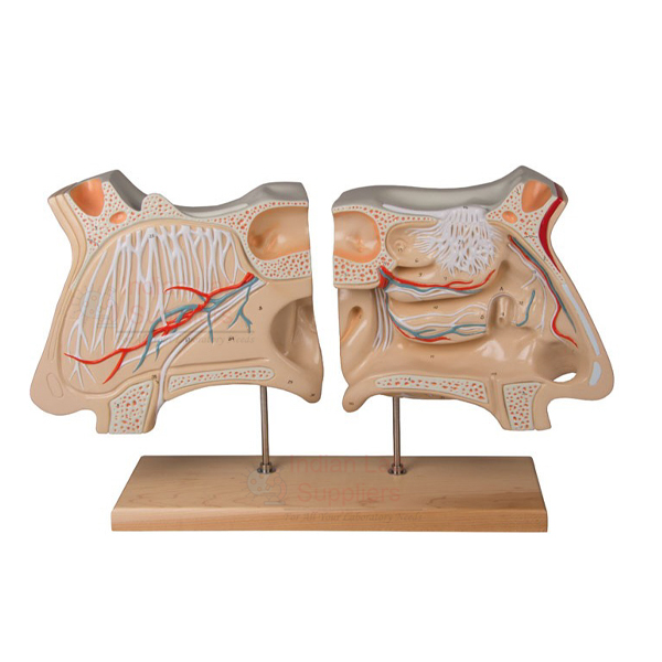 Human Nose and Olfactory Organ Model