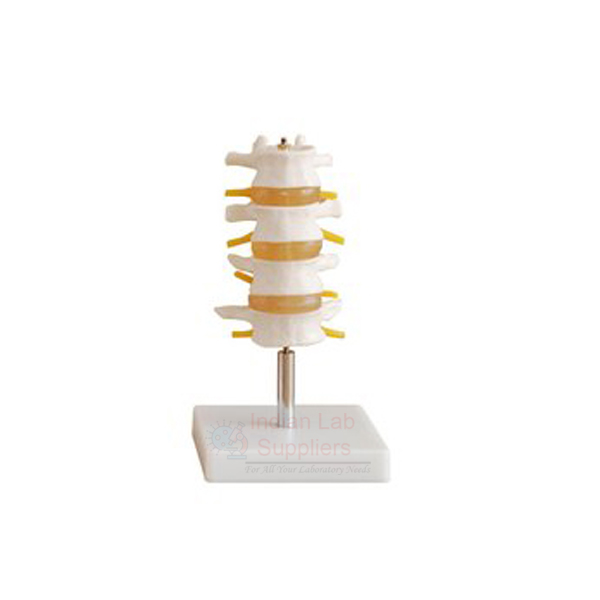 Human Lumbar Set Model