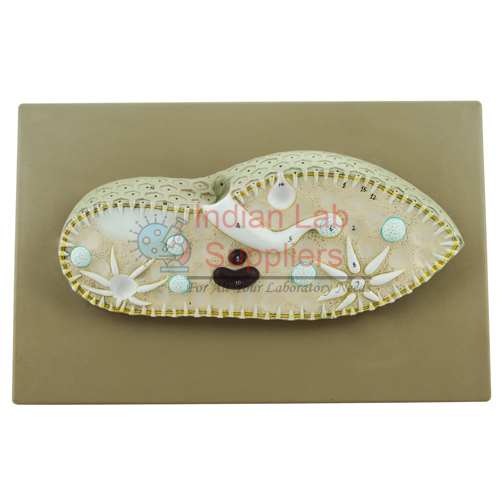 Paramecium Model