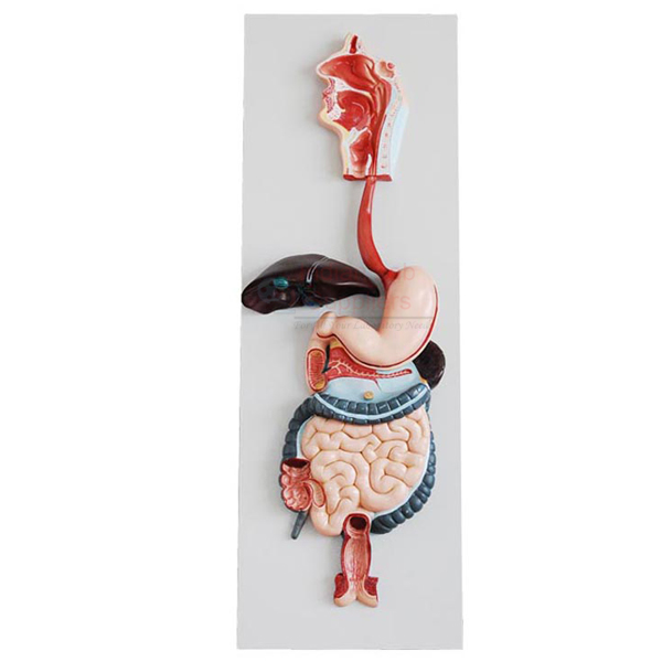 Human Digestive System Model 3 Parts