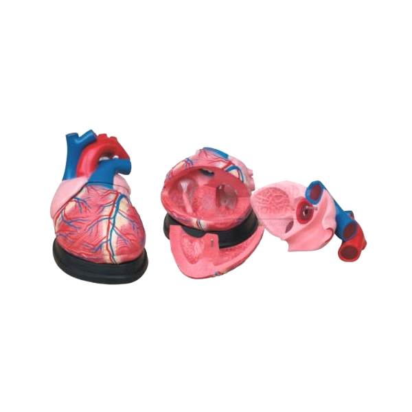 Human Heart Jumbo Model