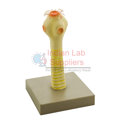 Head of the Pork Tapeworm Model