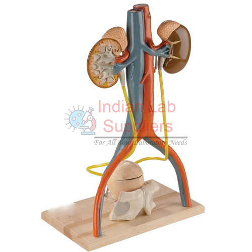 Urinary System Model