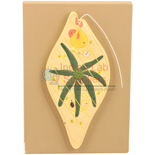 Euglena Model