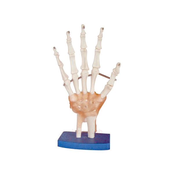 Life Size Hand Joint Model With Ligaments