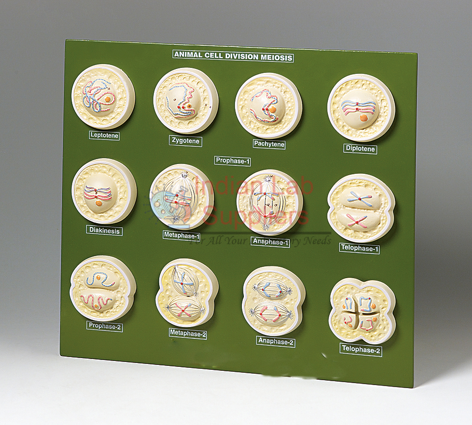 Animal Cell Division Meiosis Model