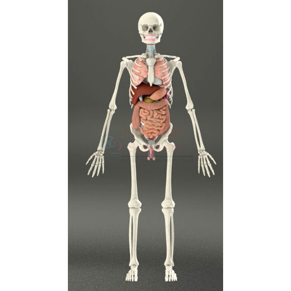 Human Skeleton with Internal Organs &amp; Muscles