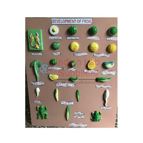 Frog Development Set