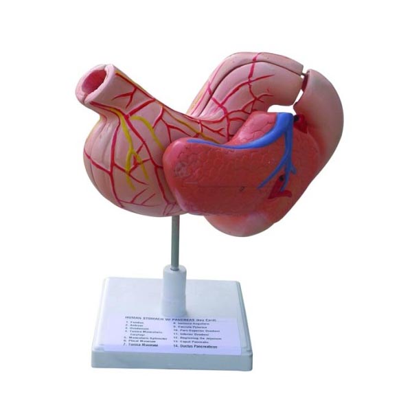 Human Stomach Model on Stand