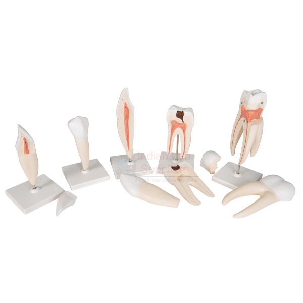 Human Tooth Set