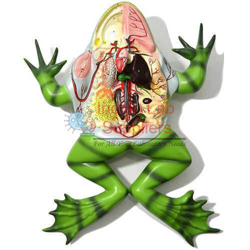 Frog Dissection Model