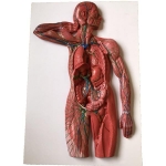 Lymphatic System Model
