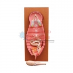 Cockroach Dissection Male Model
