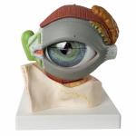Human Eye Model with Eyelids