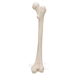 Human Femur Bone Model