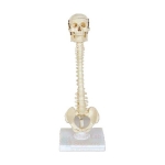 Human Vertebral Column Model With Skull