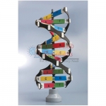 DNA Activity Model