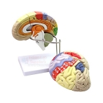 Human Brain Model, 2 Parts