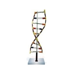 DNA Model Standing Economy