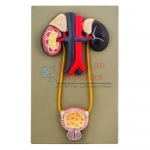 Human Urinary Bladder Model