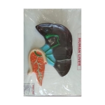 Human Liver Model