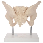 Human Adult Female Pelvis Structural Model