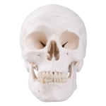 Human Skull Model