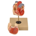Human Heart Model 2 Parts