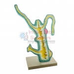 Hydra Model