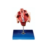 Human Female Genital Organs Model