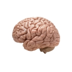 Human Brain Model, 4 Parts