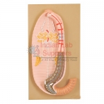Earthworm Dissection (Pheretima posthuma) Model