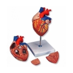 Human Heart Model 3 Parts