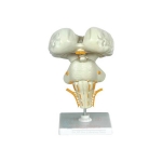 Human Brain Stem Model