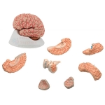 Human Brain Model with Arteries, PVC, 8 Parts