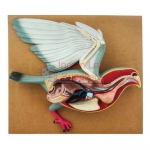 Bird Dissection - Pigeon Model