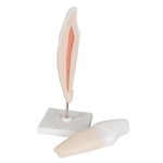 Human Teeth Model, Incisor