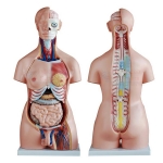 Human Bisexual Torso Model 24 Parts