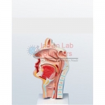 Human Nasal Cavity Model