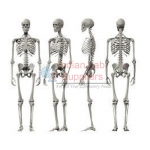 Human Skeleton