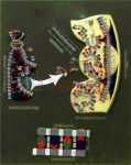 RNA Model