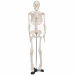 Human Skeleton Model, Superior