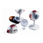 Human Eye Model, Enlarged 3 Times