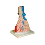Magnified Pulmonary Alveoli Model