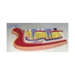 Human Teeth Model, Lower Jaw