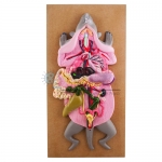 Rat Dissection Female Model