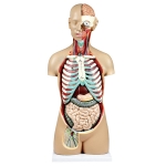 Human Sexless Torso 14 parts
