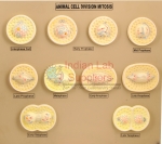 Animal Cell Division Mitosis Model
